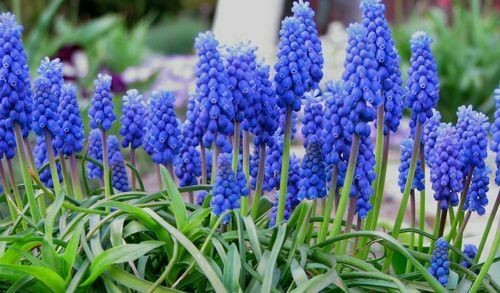 Traubenhyazinthen muscari - traubenhyazinthen,