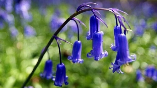Englische blue bell - englische,