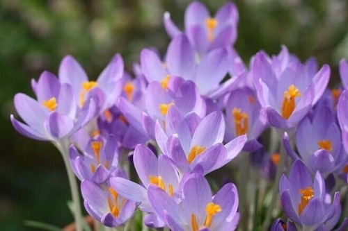 Bot krokusse barr purple - krokusse, "barr´s