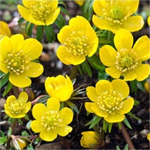 Winterlinge eranthis - 50, "eranthis