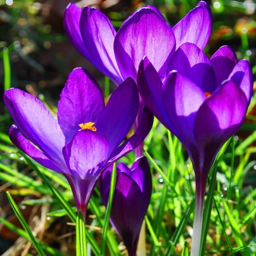 Bot krokusse elfenkrokus - krokusse,,