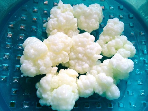6gr kefir pilz knollen zur - knollen,