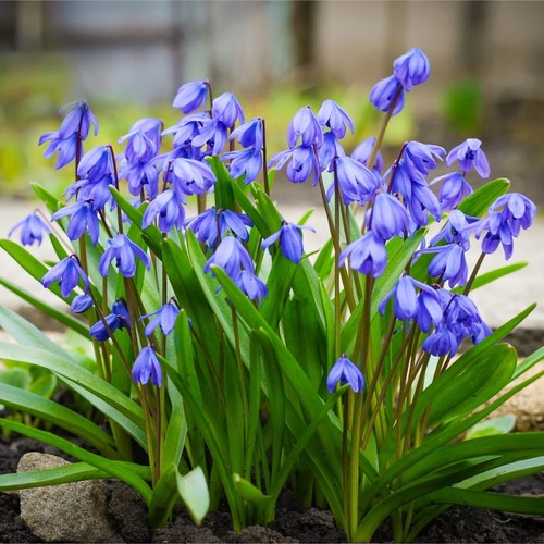 Blausterne scilla siberica - scilla,