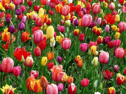 100 tulpenzwiebeln mittelhohe - 100,