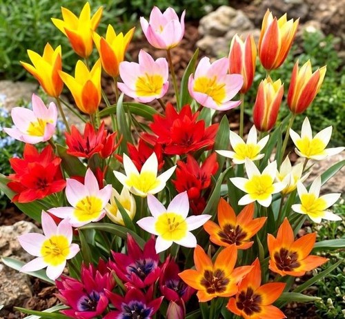 Besonderer wildtulpen mix - mix, gr
